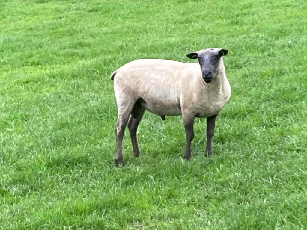 Bélier Bleu du Maine 2 ans, Animaux & Accessoires