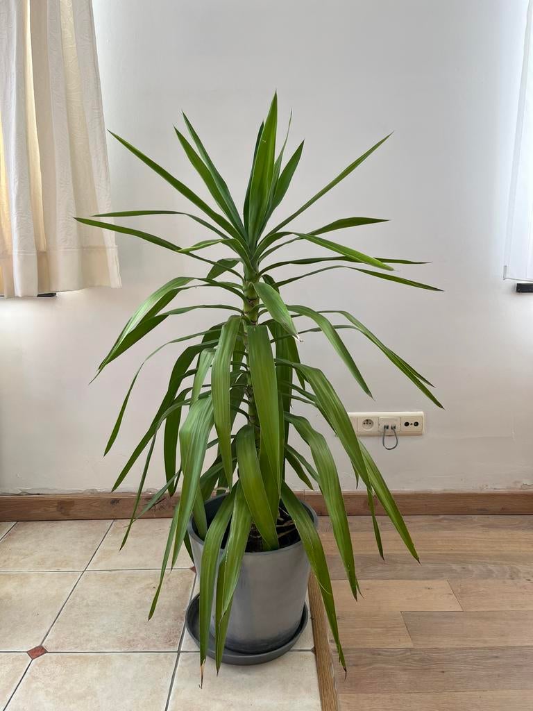 Yucca of palmlelie, Maison & Meubles, Plantes d'intérieur, Plein soleil, Enlèvement, 100 à 150 cm, Yucca