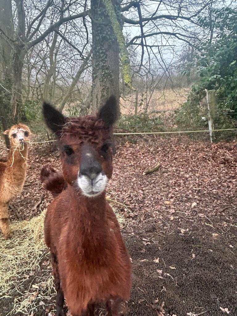 Alpaca hengst te koop 4 jaar, Dieren en Toebehoren, Overige Dieren, Mannelijk, Juni