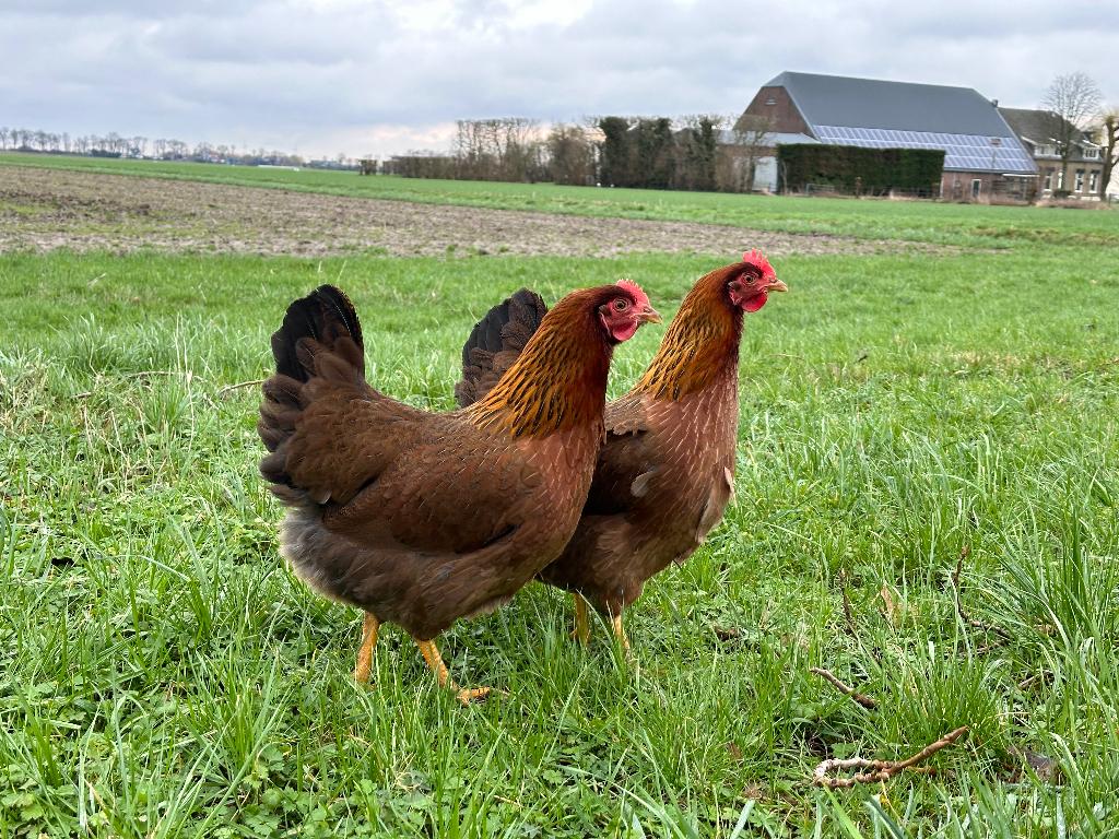 Jonge tamme Welsumer kippen groot gesekst en ingeënt, Dieren en Toebehoren, Pluimvee, Kip, Vrouwelijk