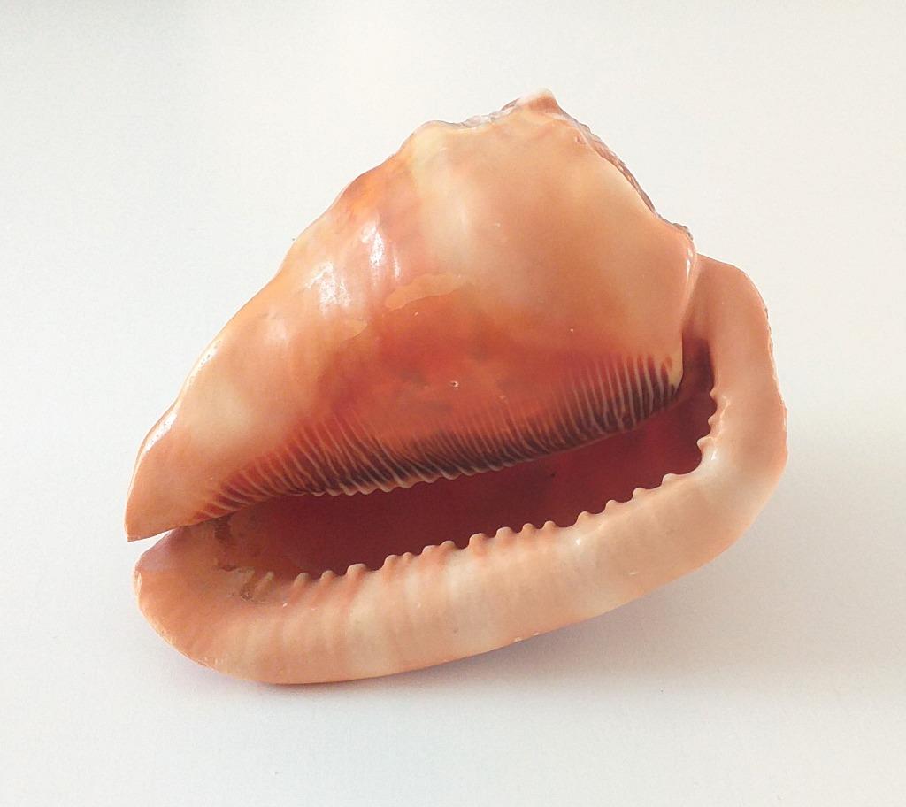 Casque rouge - coquillage Cypraecassis Rufa, Ophalen of Verzenden, Schelp(en)