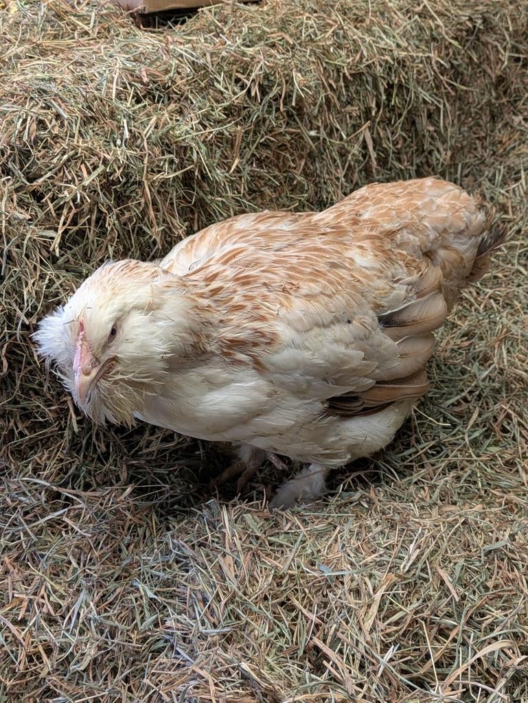 Faverolles heb, Animaux & Accessoires