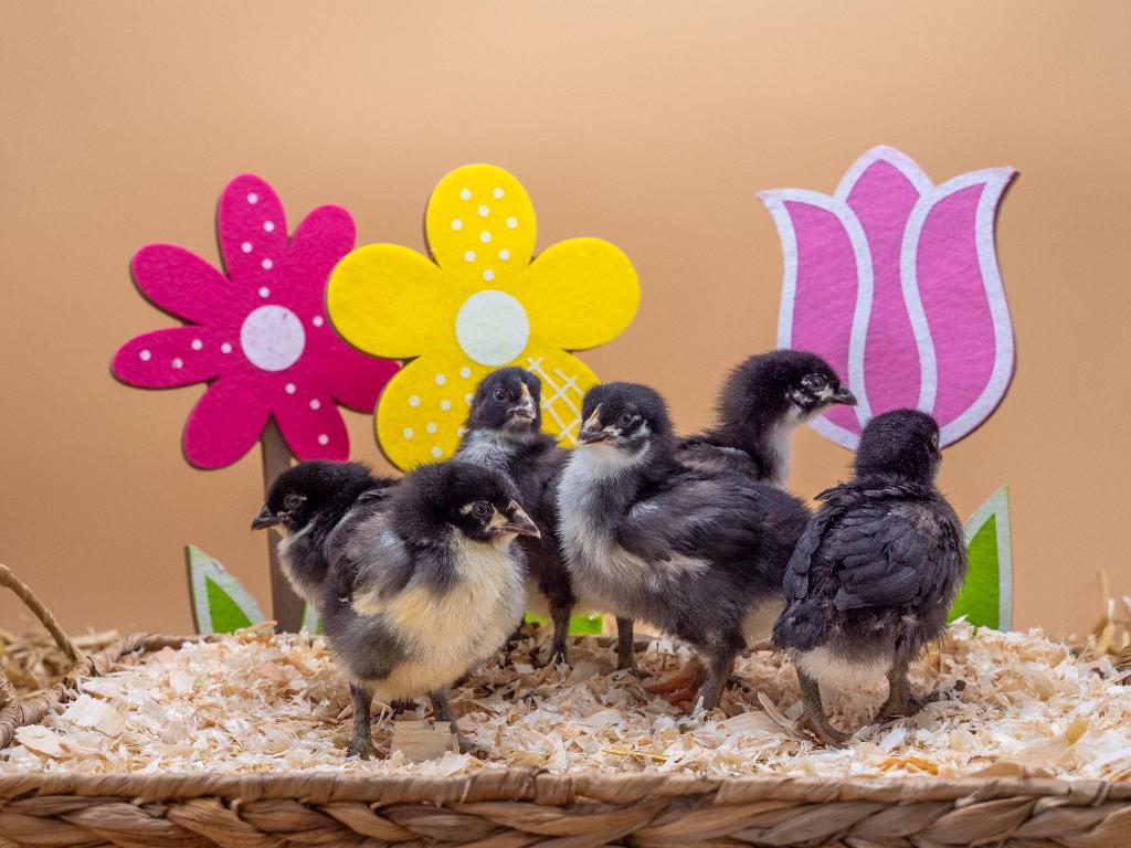 Jonge tamme Marans kuikens gesekst & ingeënt, Dieren en Toebehoren, Pluimvee, Kip, Vrouwelijk