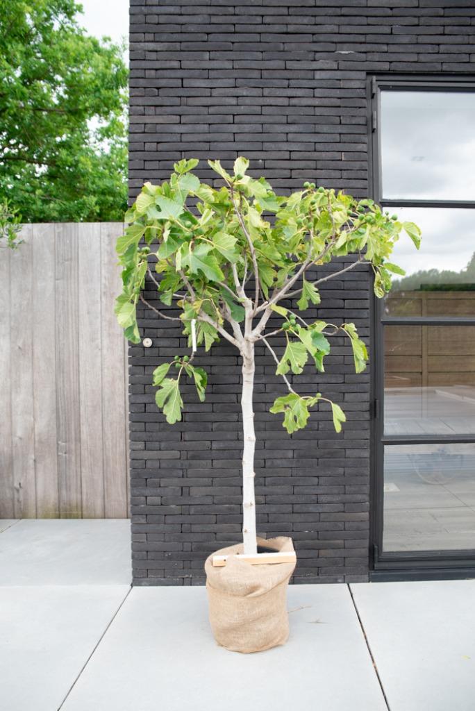 Vijgenboom - ficus carica Ronde de Bordeaux 140cm hoog, Ophalen, Volle zon, In pot, Vijgenboom