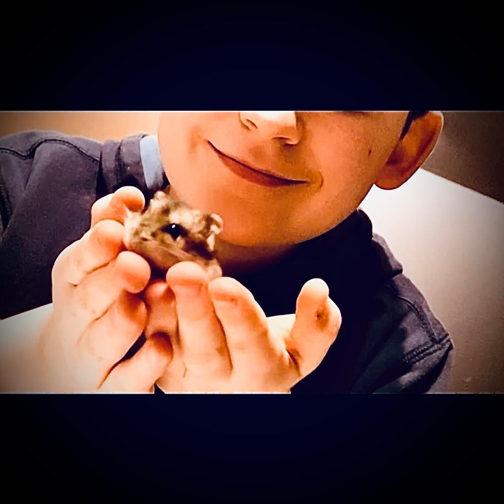 Prachtige allerschattigste troetelhamstertjes (4-8 weken), Dieren en Toebehoren, Knaagdieren, Hamster, December, Meerdere dieren