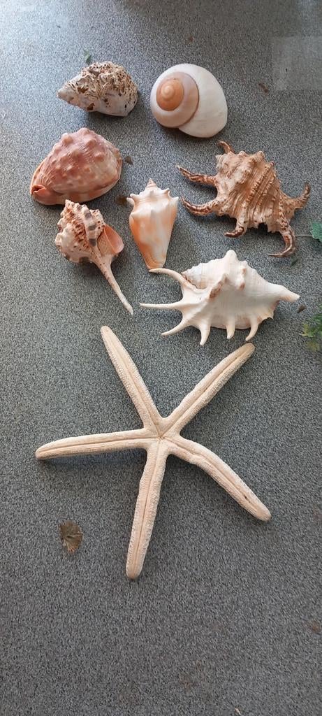 Aquarium decoratie, Dieren en Toebehoren, Ophalen, Gebruikt