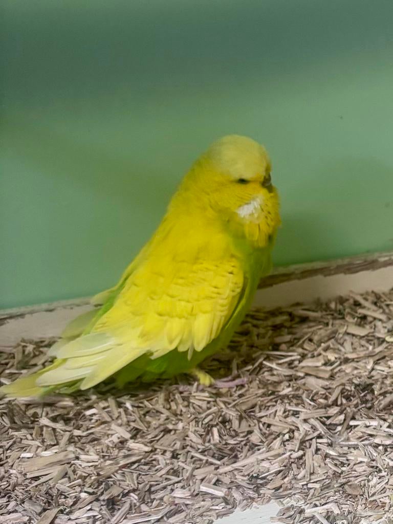 Perruches anglaises femelle, Femelle