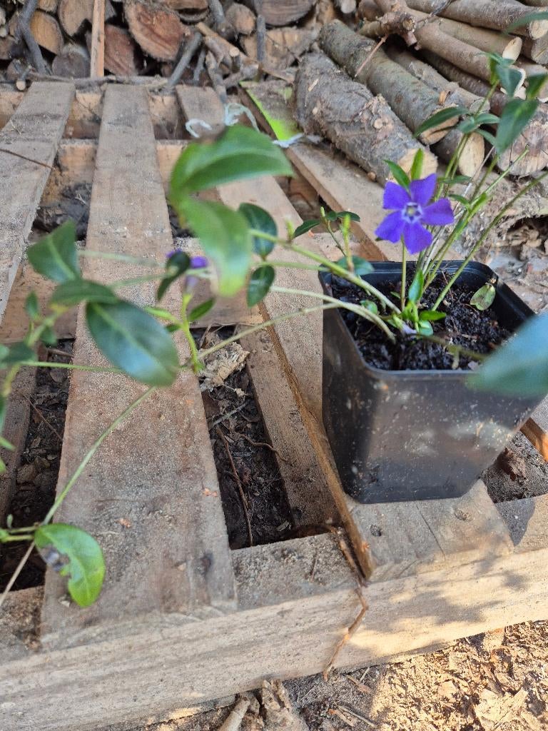 Kleine maagdenpalm, Tuin en Terras, Ophalen, Bodembedekkers, Volle zon, Vaste plant