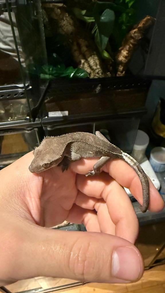 Wimpergekko+terraruim, Dieren en Toebehoren, Reptielen en Amfibieën