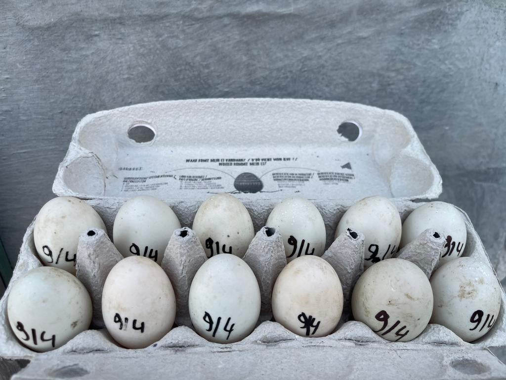 Broed eenden eieren, Dieren en Toebehoren, Eend