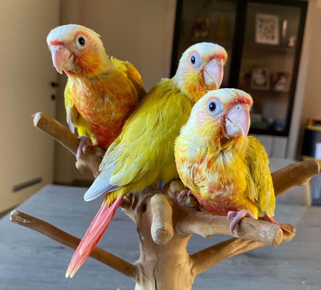 Conure Eam 2026, Animaux & Accessoires, Oiseaux | Perruches & Perroquets, Perroquet, Plusieurs animaux, Parleur, Domestique, Bagué