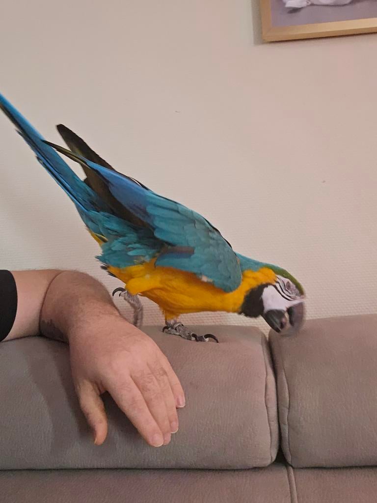 A vendre 2900€ ara + axesoire ou échange avec véhicules, Animaux & Accessoires, Femelle