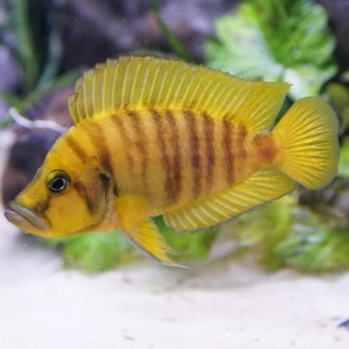 Ik zoek !!, Dieren en Toebehoren