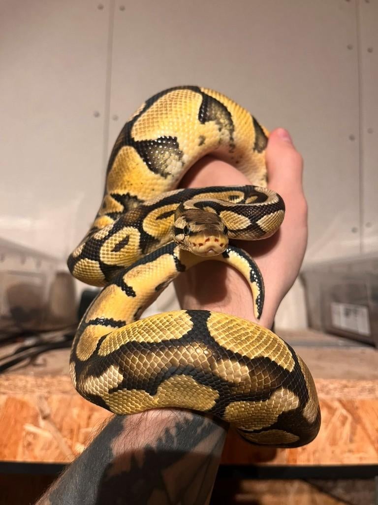 Ball Pythons (te koop / te ruil), Dieren en Toebehoren, Slang, Tam, 0 tot 2 jaar