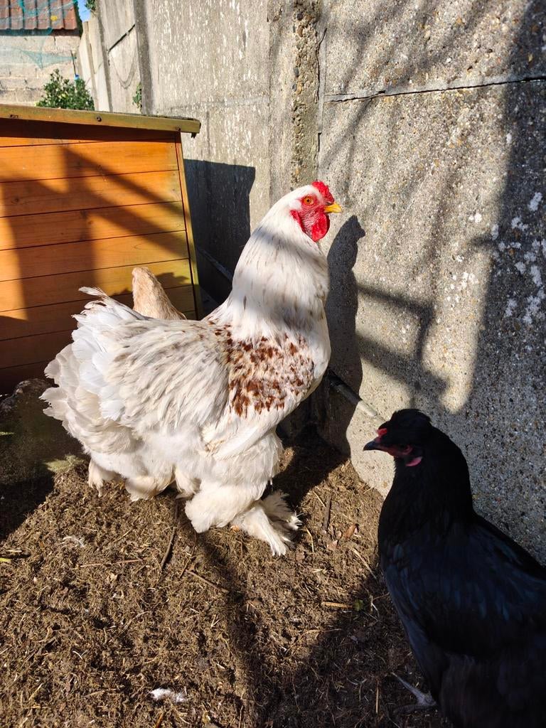 2 Brahma hanen, Animaux & Accessoires, Volatiles, Poule ou poulet