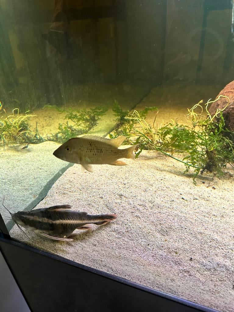 Platydoras 2 stuks 5 euro per stuk, Animaux & Accessoires