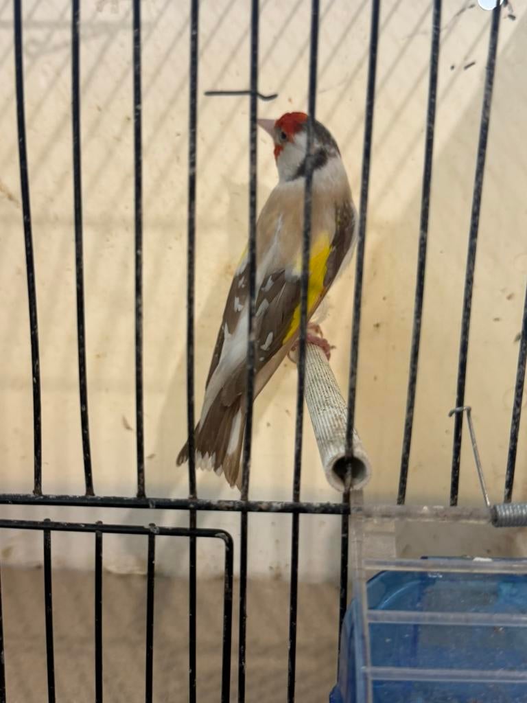 Chardonneret, Animaux & Accessoires, Enlèvement ou Envoi