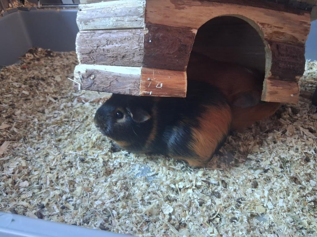 Cavia, Dieren en Toebehoren, Mei, Cavia