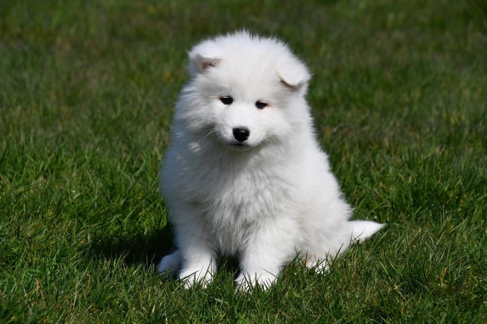 Samojeed pup te koop (teefje), Dieren en Toebehoren, Parvo, België, Overige rassen, 8 tot 15 weken