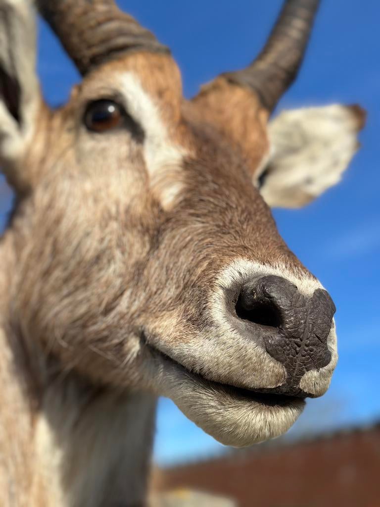Taxidermie water bok in top staat, Ophalen