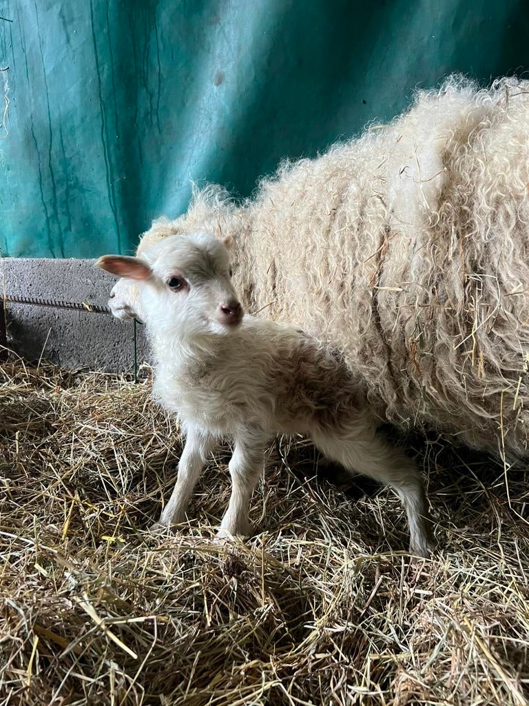 Ouessant wit bruin schimmel ramlam te reserveren, Dieren en Toebehoren, Mannelijk, Schaap, 0 tot 2 jaar