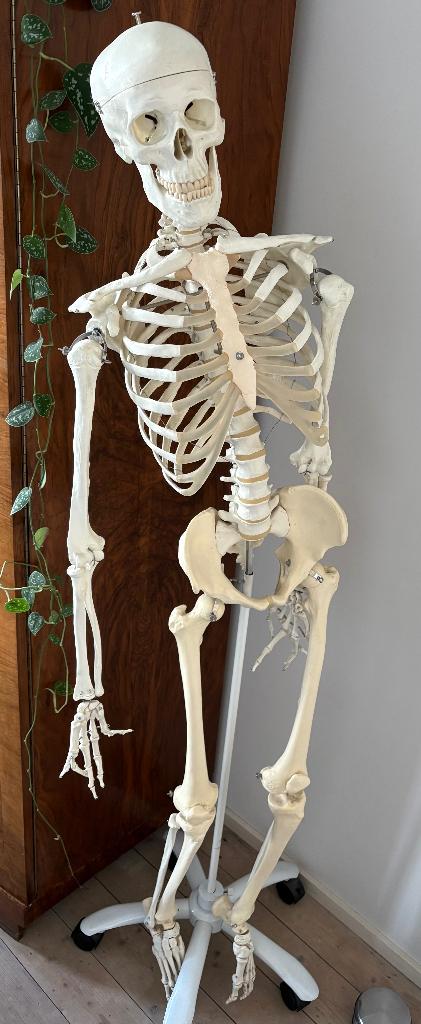 Anatomie skelet mens, Divers, Fournitures scolaires, Enlèvement, Utilisé