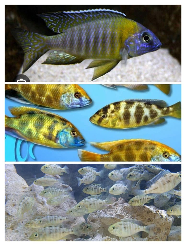 Malawi cichliden, Dieren en Toebehoren