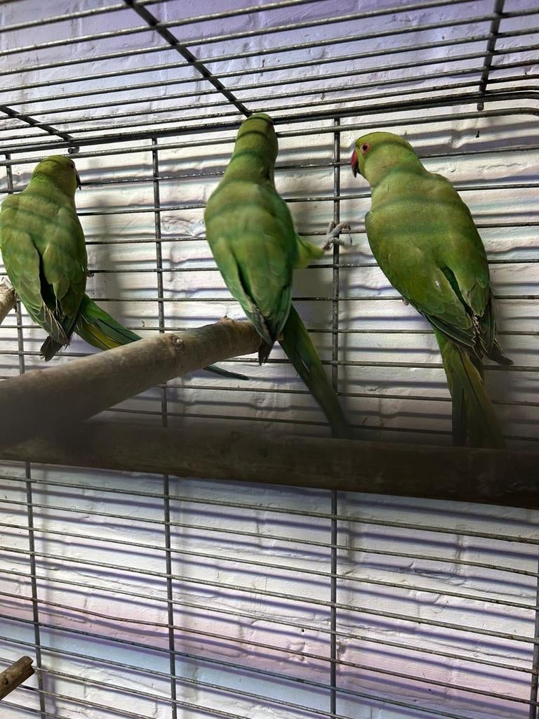 Mooie halsbandparkieten, Dieren en Toebehoren, Tam