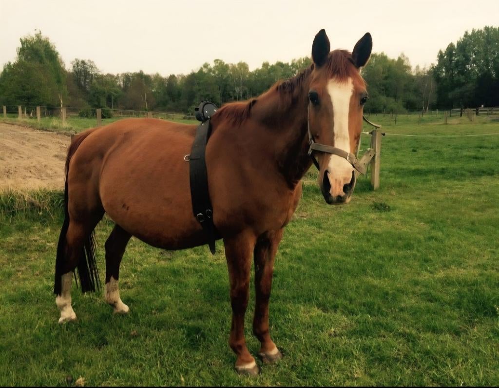 Geboortemelder/Birth alarm voor paarden te huur, Dieren en Toebehoren, Paarden