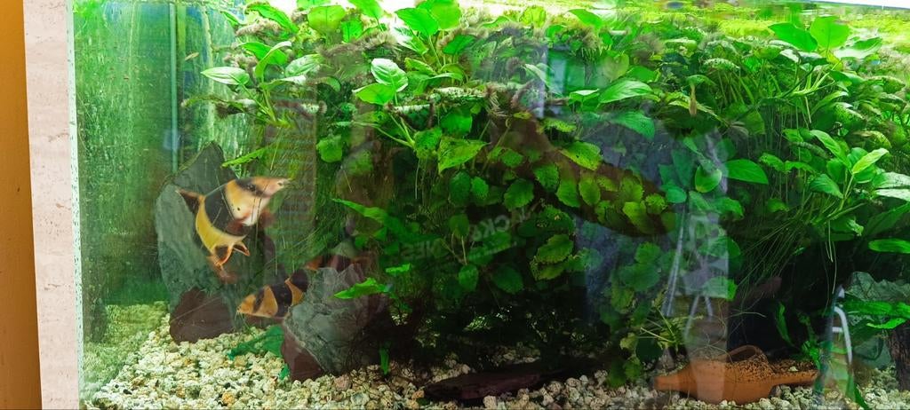 Aquarium + poissons + nourriture, Enlèvement, Comme neuf