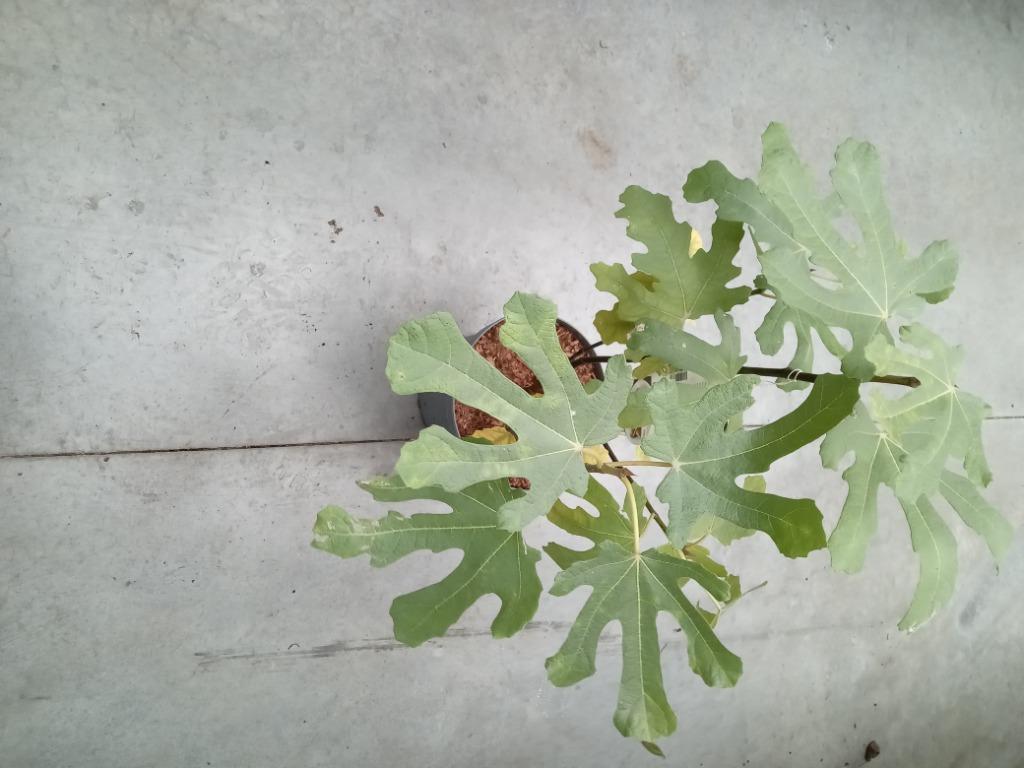 Figuier, Ophalen, Vijgenboom