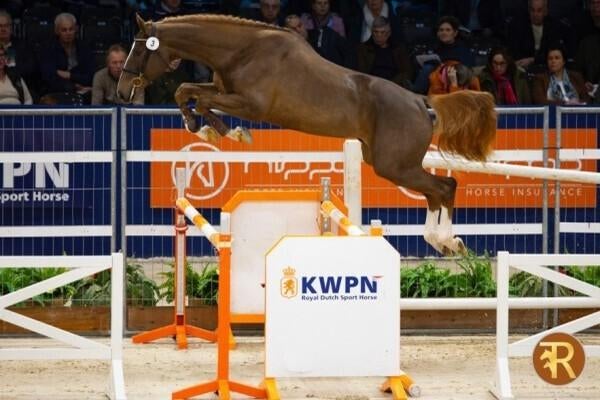 interessante 4 jarige springmerrie, Dieren en Toebehoren, Paarden, Merrie, Onbeleerd, 160 tot 165 cm, 3 tot 6 jaar, Springpaard