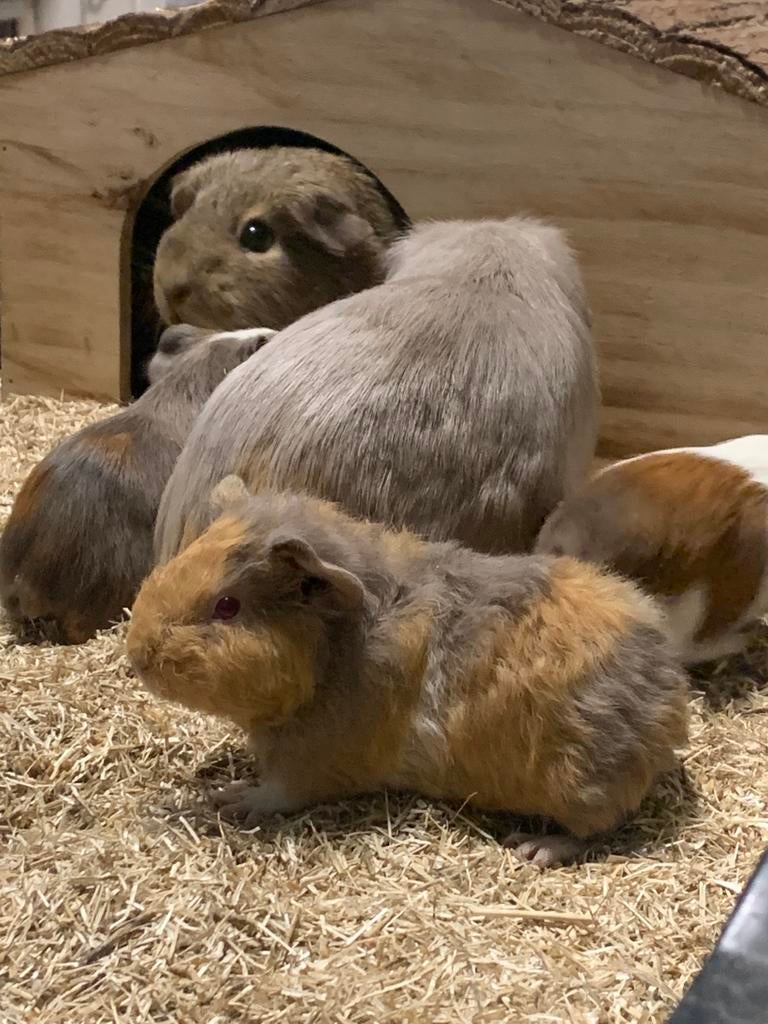 Raszuivere gezonde lieve cavia’s, Dieren en Toebehoren, Knaagdieren, Cavia, Januari, Meerdere dieren, Tam