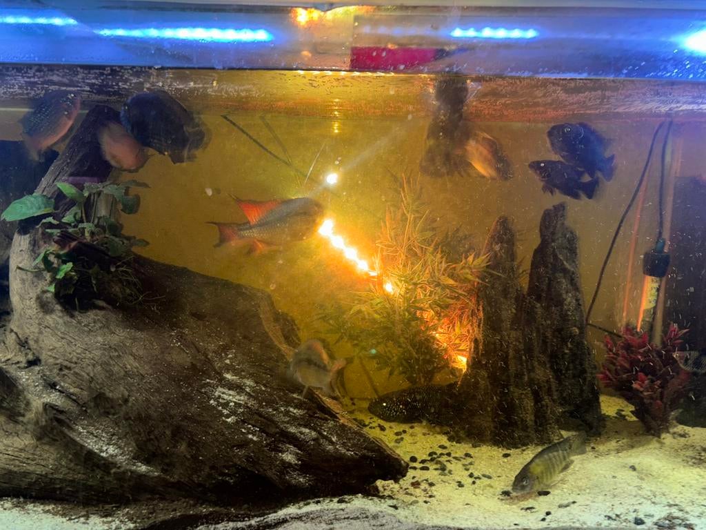 Verschillende vissen, Dieren en Toebehoren, Vissen | Aquariumvissen, Vis, Zoetwatervis