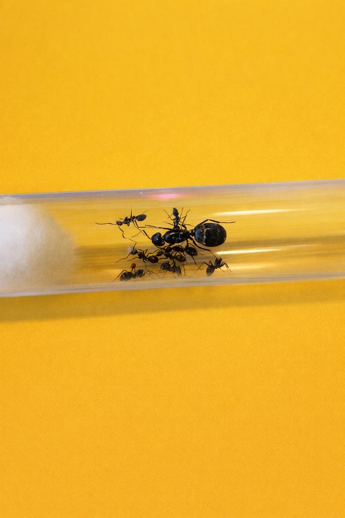 La reine Camponotus Micans avec 1 à 10 ouvrières, Animaux & Accessoires, Insectes & Araignées, Fourmis