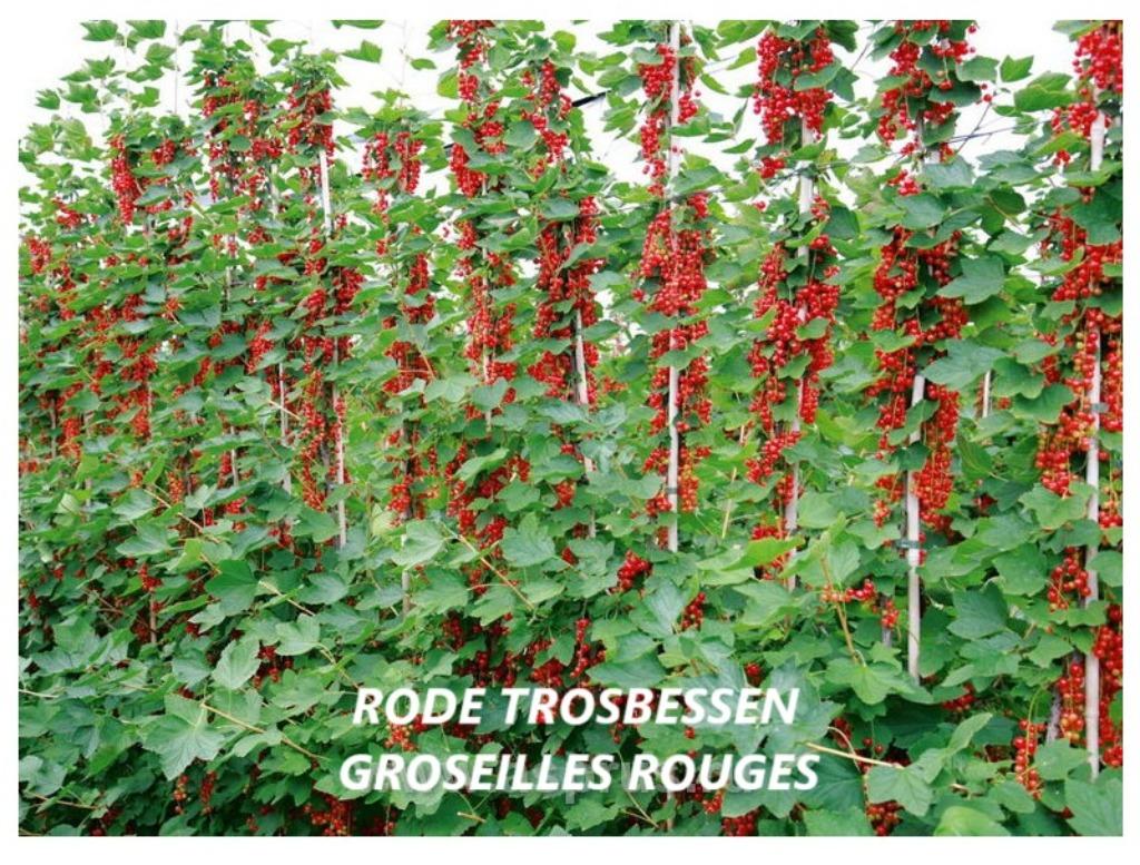 MOOIE RODE TROSBES-STRUIKEN, ACTIE ! 5 STUKS VOOR 15€, Volle zon, Vaste plant, Ophalen of Verzenden, Fruitplanten