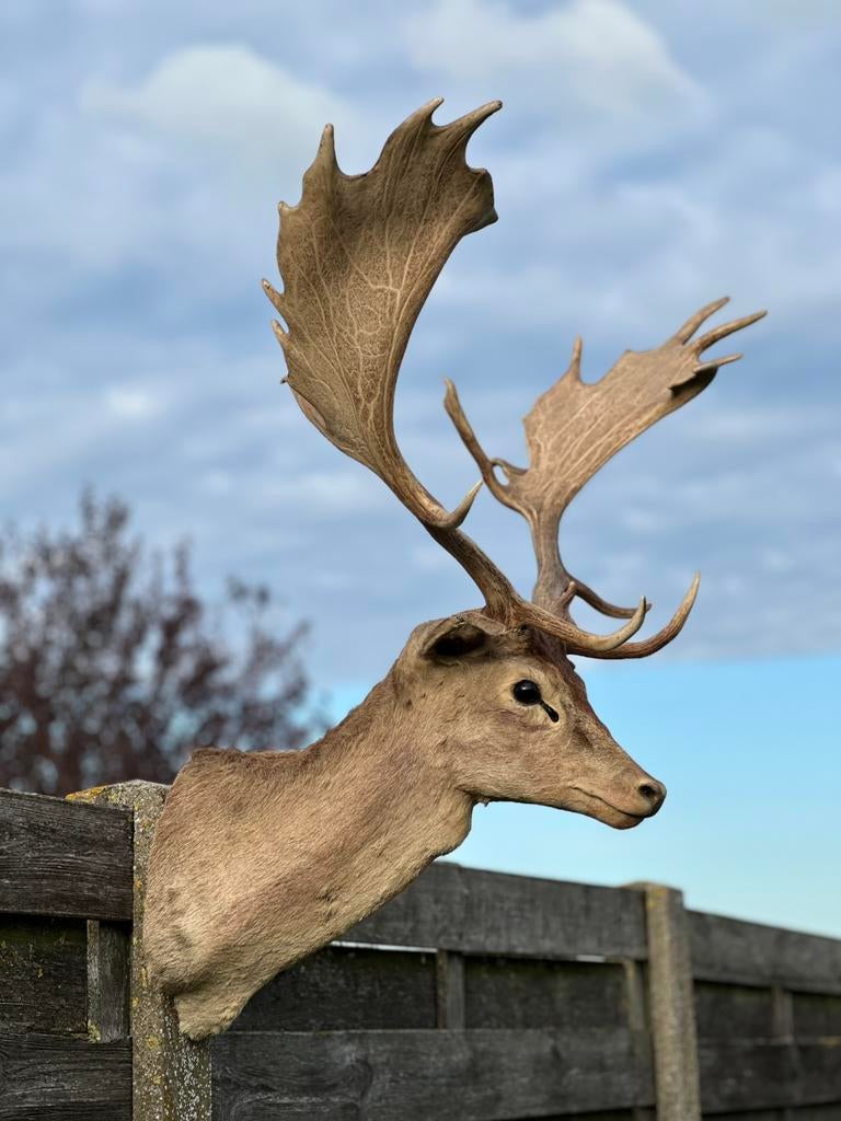 Groot opgezette hertenkop damhert, Enlèvement