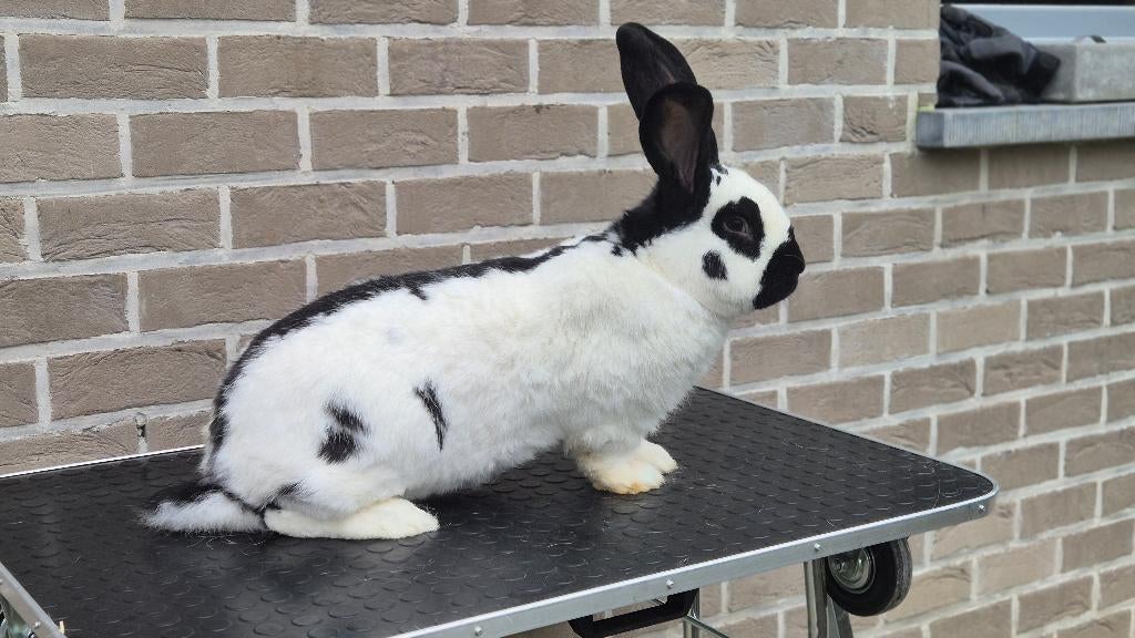 Lotharinger reuzevlinder koppel, Plusieurs animaux, Grand