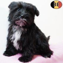 chiots Schnoodle à vendre (belges), 15 semaines à 1 an, Commerçant, Autres races, Plusieurs