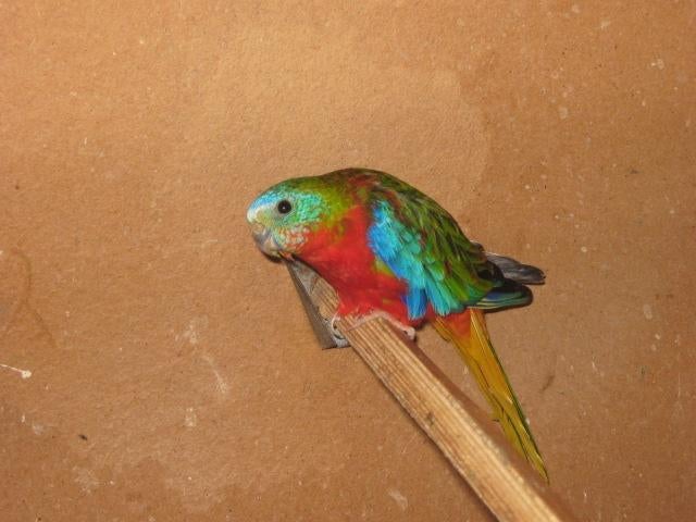 a vendre des couples de perruche bourkes, Animaux & Accessoires, Plusieurs animaux, Perruche