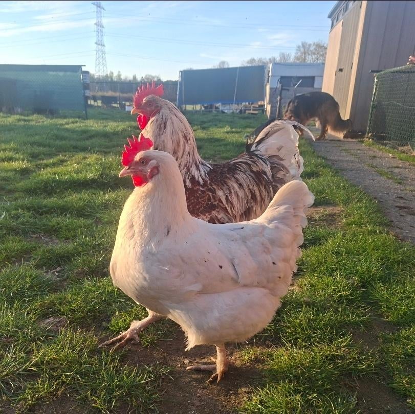 Leghorn-koppel, Dieren en Toebehoren
