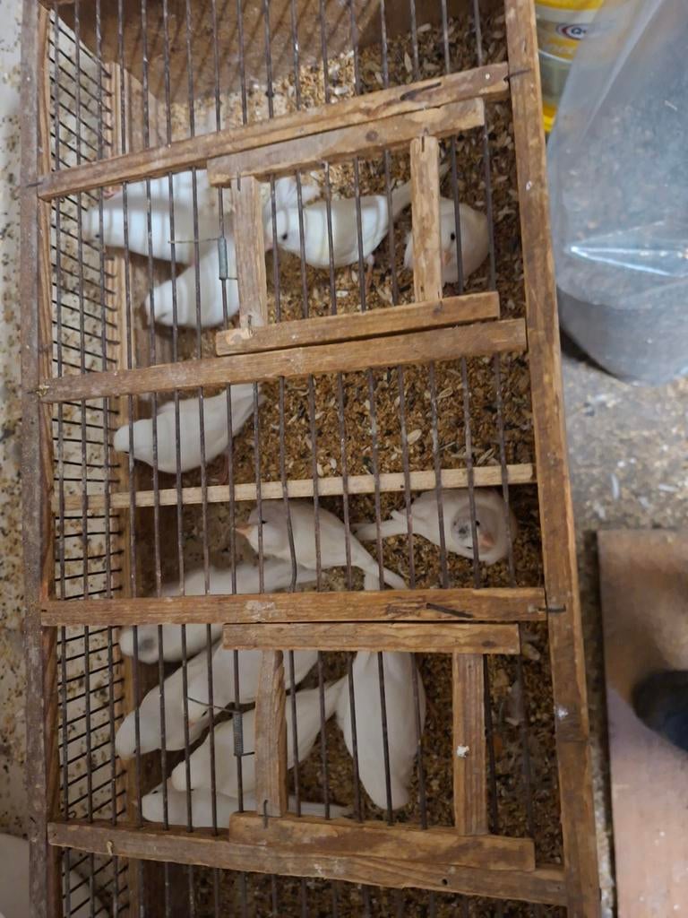 Kanaries witte  poppen en mans kweekrype 20euro stuk, Dieren en Toebehoren