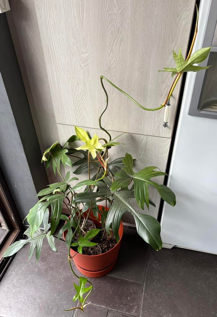 3x Philodendron Florida (variegata) plantjes, Huis en Inrichting, Kamerplanten, Ophalen