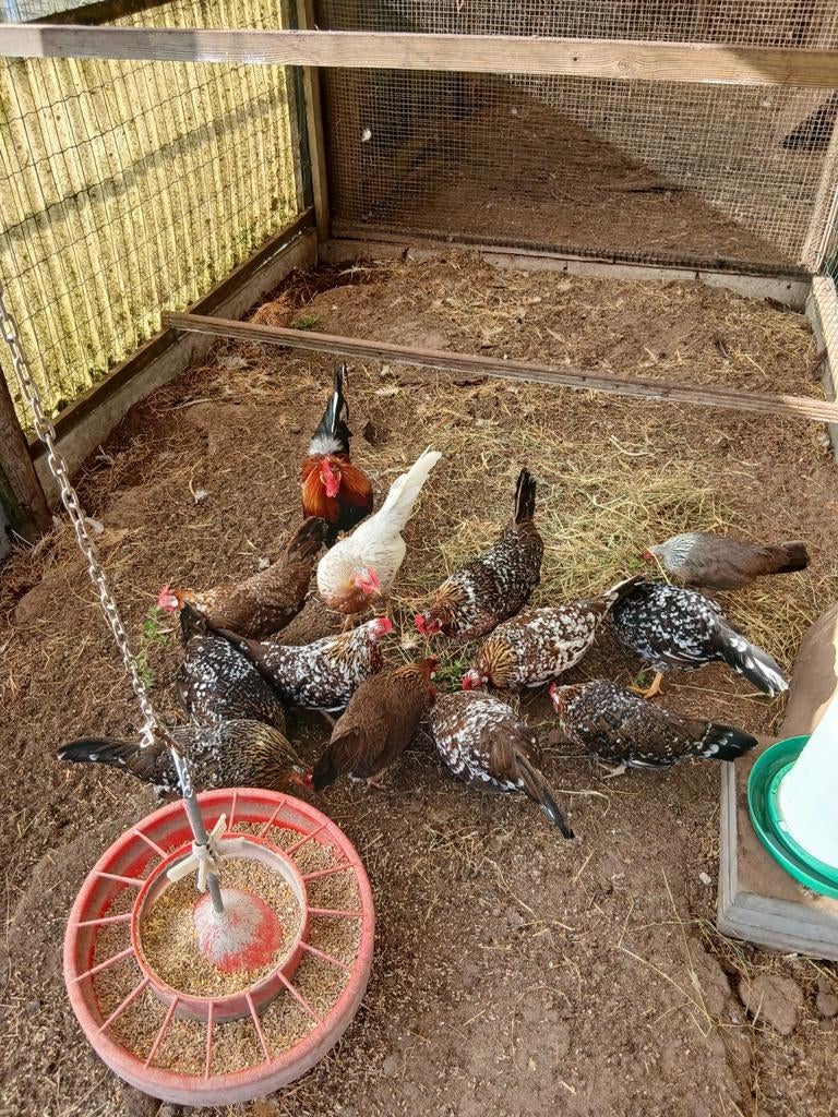 Verse broedeieren van Engelse krielen en 2 hennen te koop, Dieren en Toebehoren, Vrouwelijk, Kip