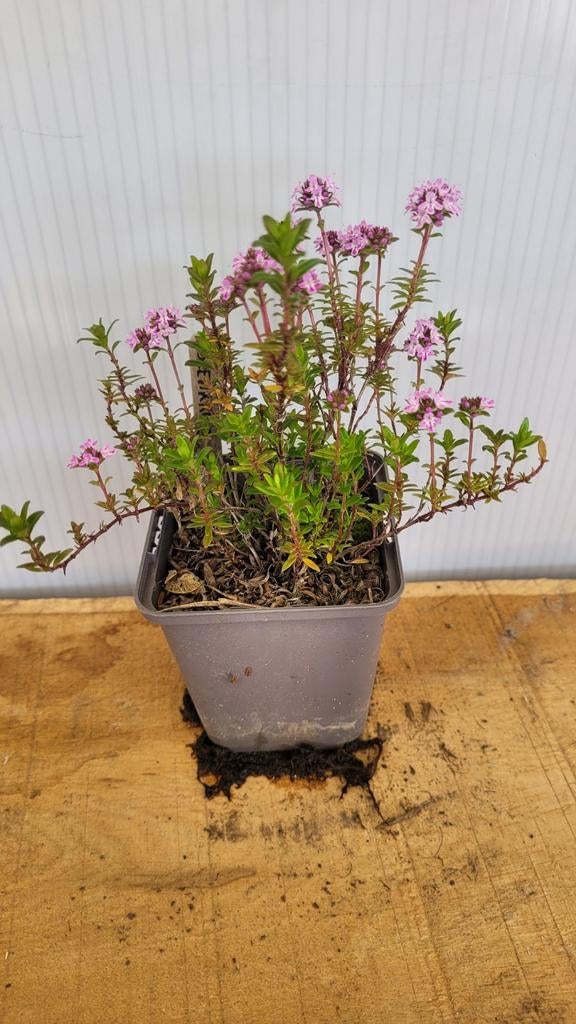 Bonenkruid, Tuin en Terras, Planten | Tuinplanten, Ophalen, Volle zon, Vaste plant, Kruiden