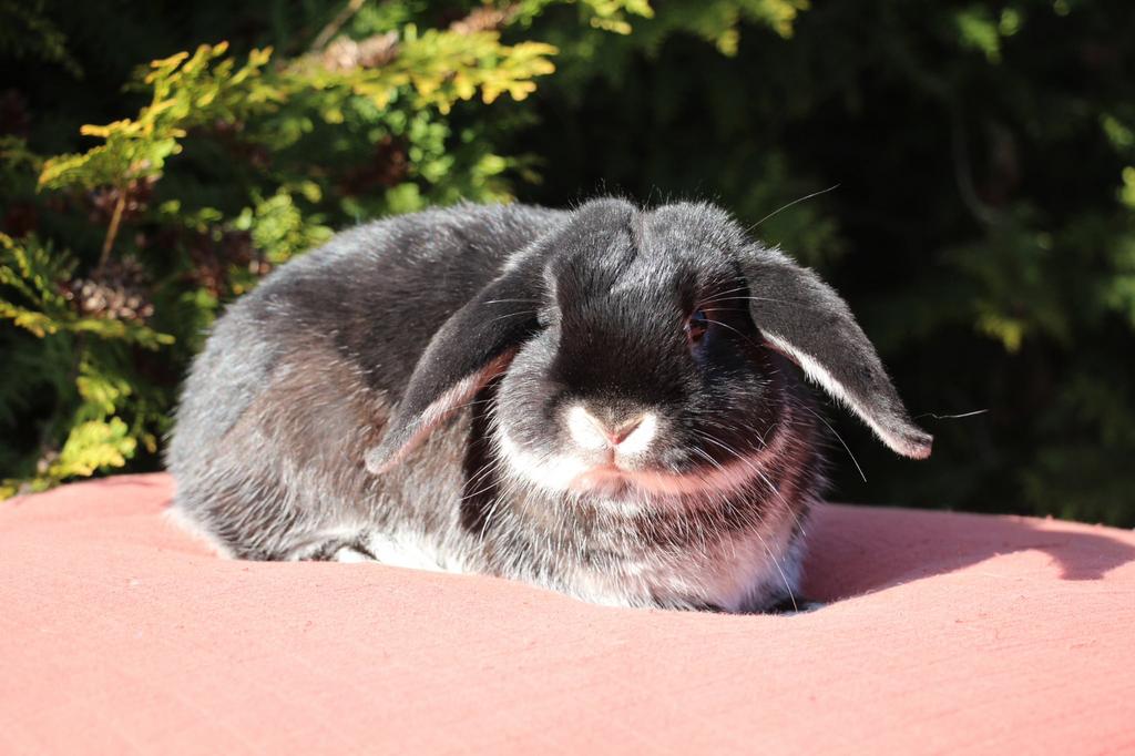 Sociale Nhd rammelaar, Dieren en Toebehoren, Konijnen, Mannelijk, Klein, Hangoor, 0 tot 2 jaar