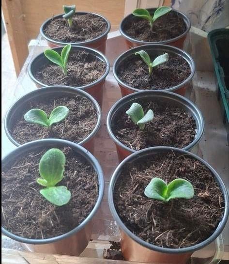 Pompoenplantjes: stekjes, Tuin en Terras, Bloembollen en Zaden, Wortelstok, Najaar, Volle zon, Ophalen