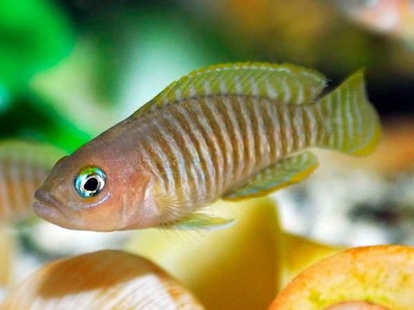 Neolamprologus multifasciatus slakkencichlide met aquarium, Animaux & Accessoires, Poisson, Poisson d'eau douce