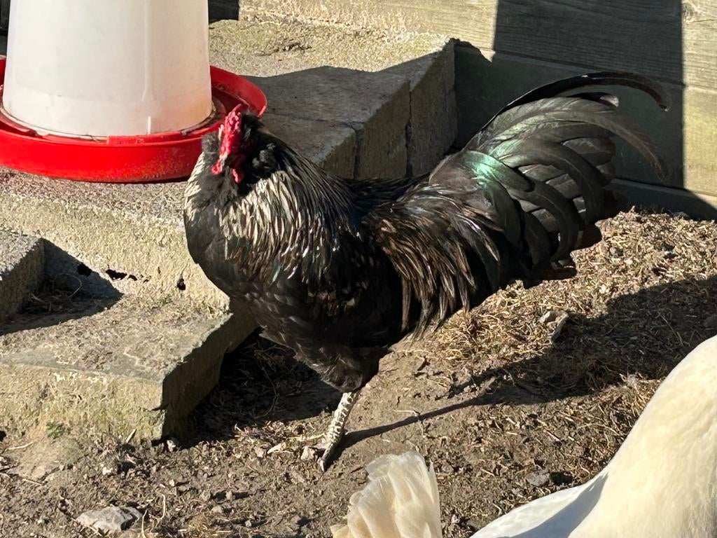 Gratis haantje, groene veren zeer mooi, Dieren en Toebehoren, Pluimvee, Mannelijk, Kip