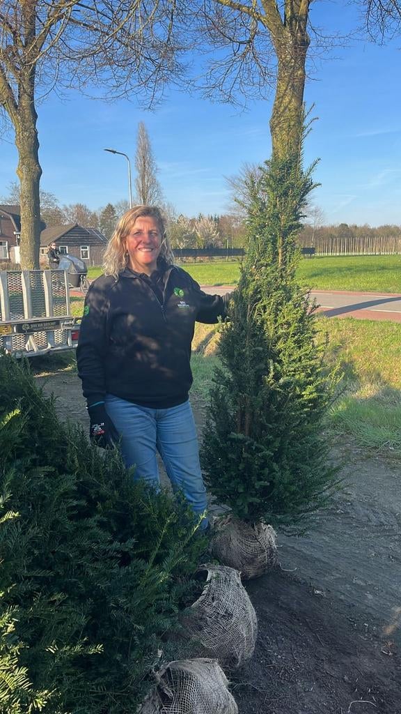 PROMOTIE Taxus bacata 180-200 Oisterwijk, Tuin en Terras, Planten | Struiken en Hagen, Ophalen of Verzenden, Taxus, Haag